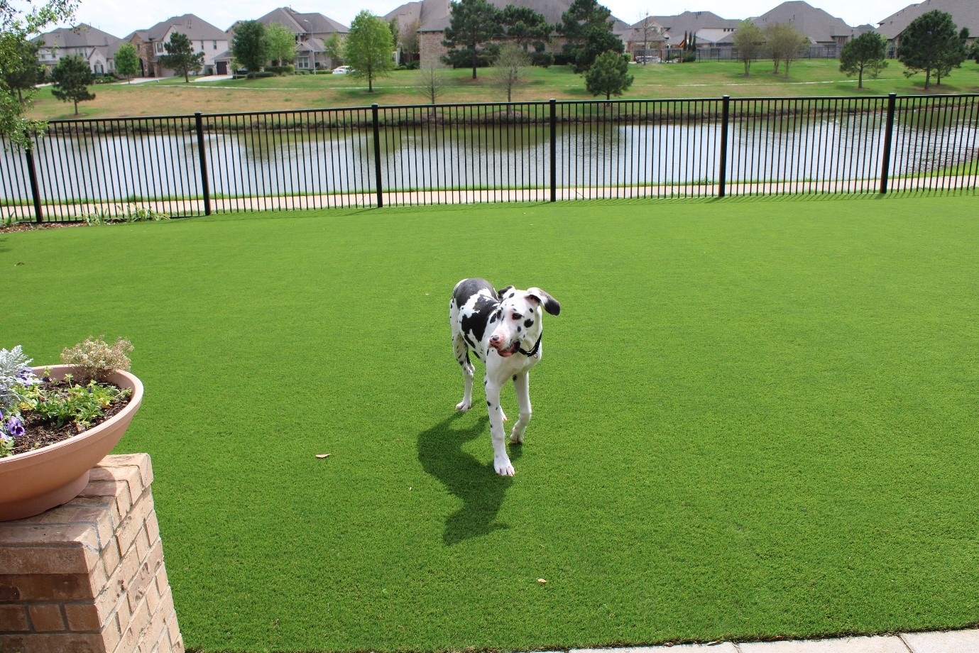 Synthetic-Grass-for-Dogs